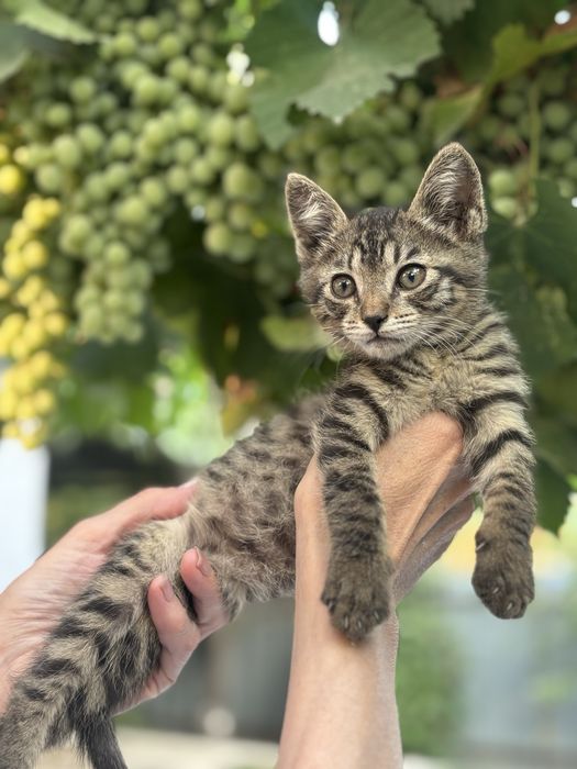 Котенок в добрые  руки мальчик