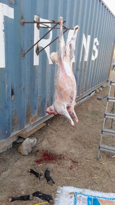 Мясо баранина доставка