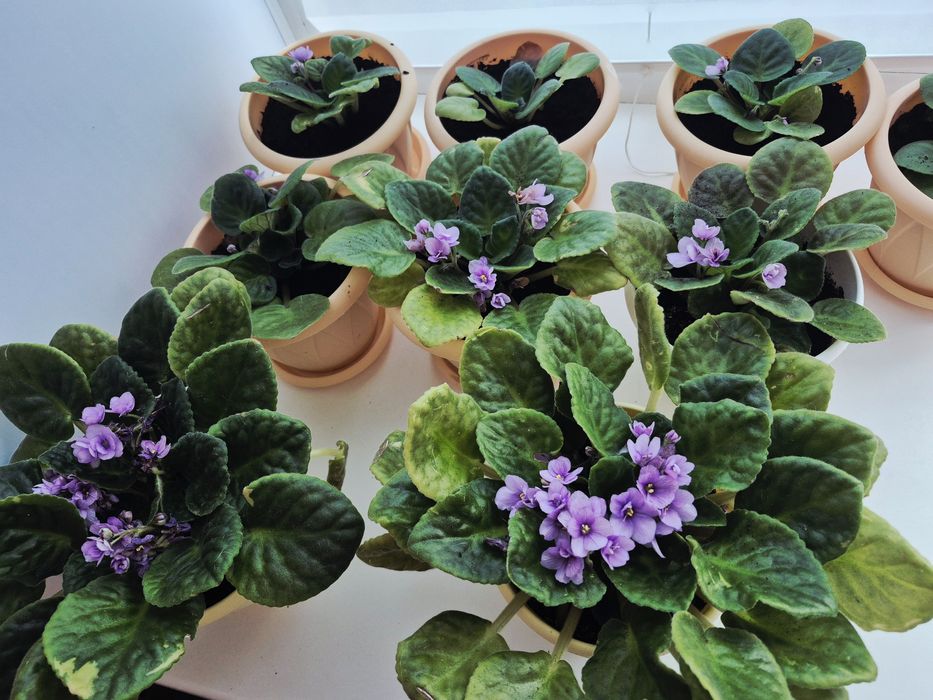 Продам комнатные фиалки