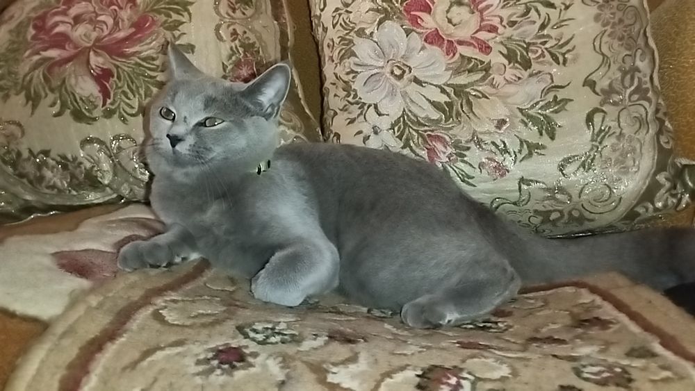 Zotli mushuk скоттиш страйт