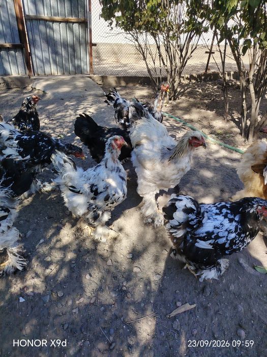 Продам Брамы Далматинцы Мраморные.