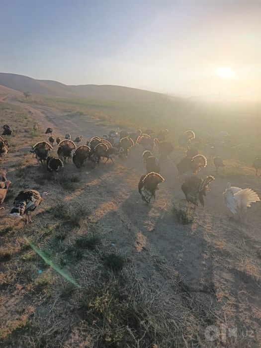 Күркалар жайдарі