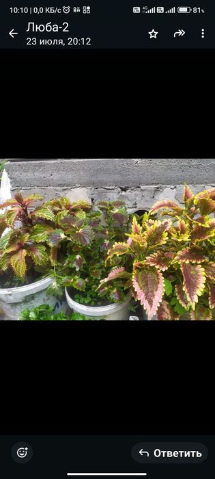 Колиус домашние цветы