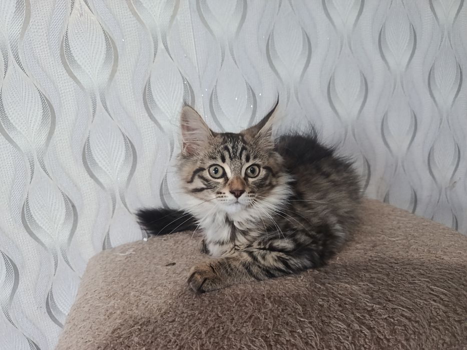 Котята  Мейн-кун