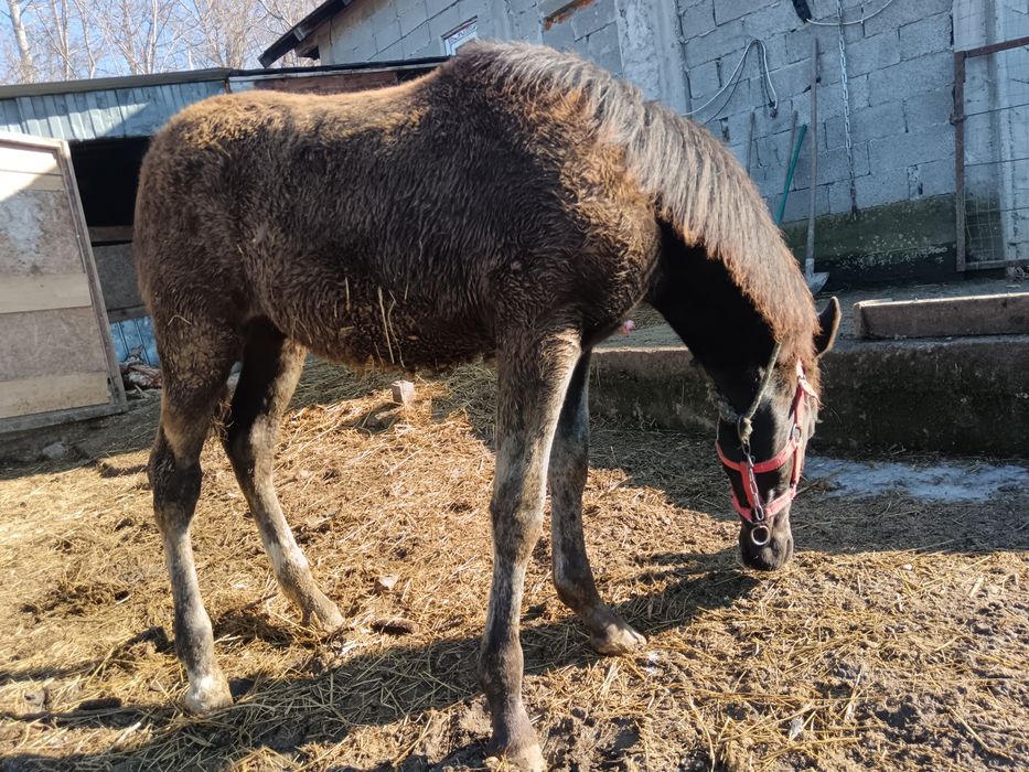 2 Mânze top sură și brează 7 luni-6 luni negociabil