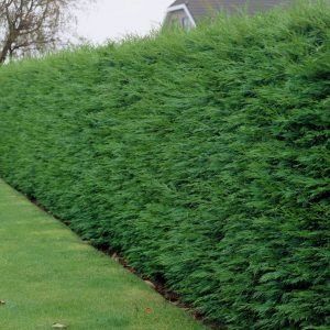 Leylandii gard viu veșnic verde, iarna, Cupressus, chiparos,teren casă