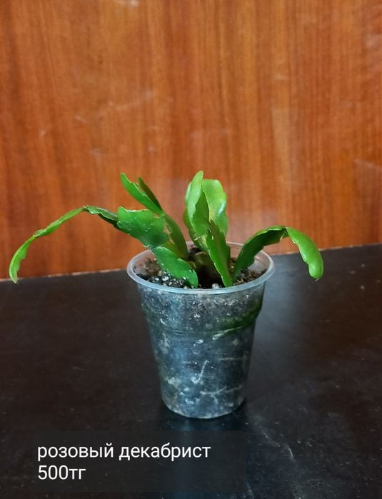 Комнатные цветы для уюта