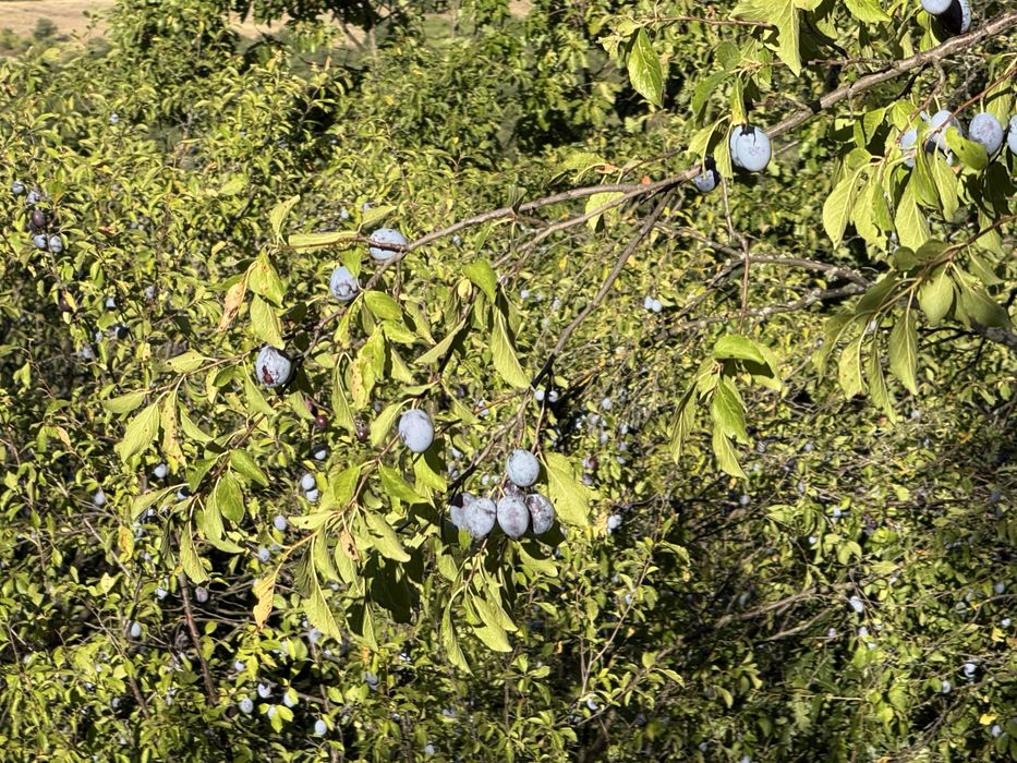 Prune  pt dulceata sau tuica