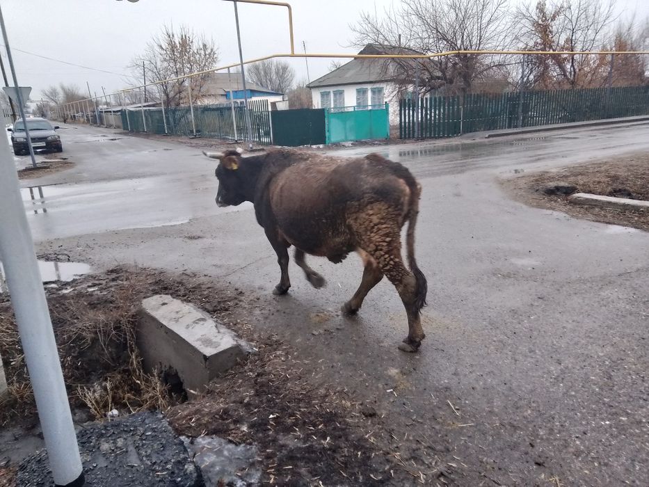 Продам каров обе дойные