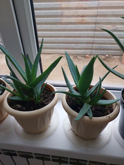 Цветы алоэ- вера