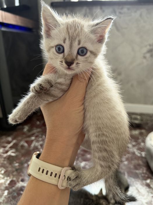 Отдам котят !В добрые руки!