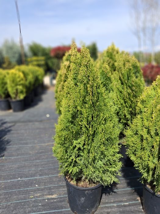 Deținem o gama larga de plante ornamentale