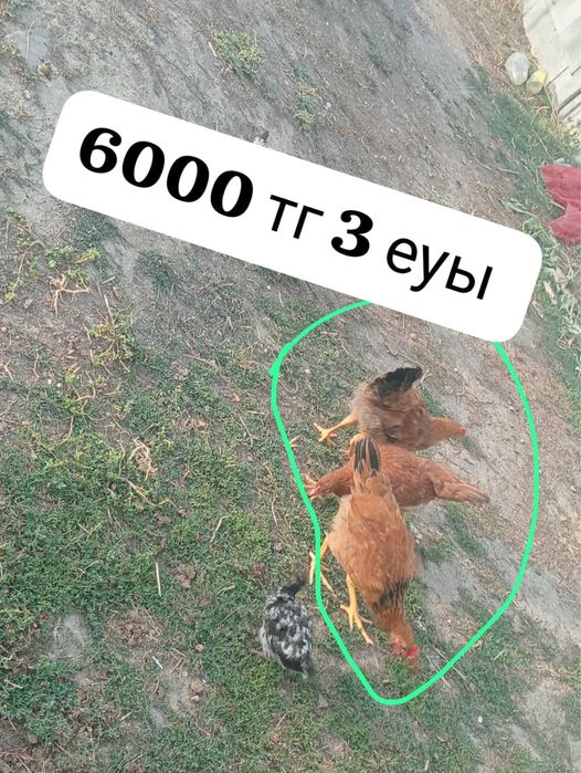 Продаются куры Тауықтар сатылады