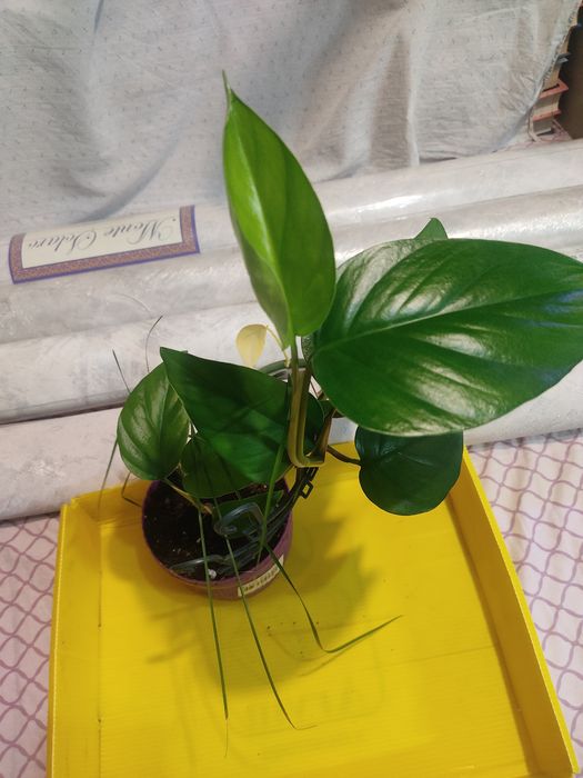 Домашние цветы, разные