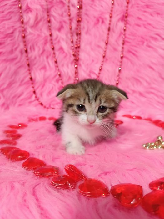 Продам шотландских девочек