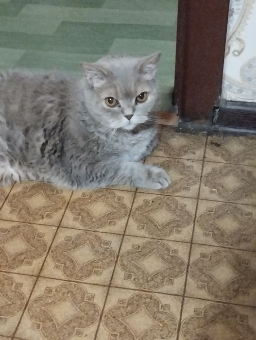 Кот британец отдам только в добрые руки
