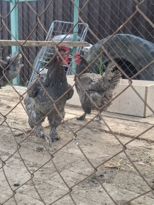 Куры Джерсийский гигант голубой