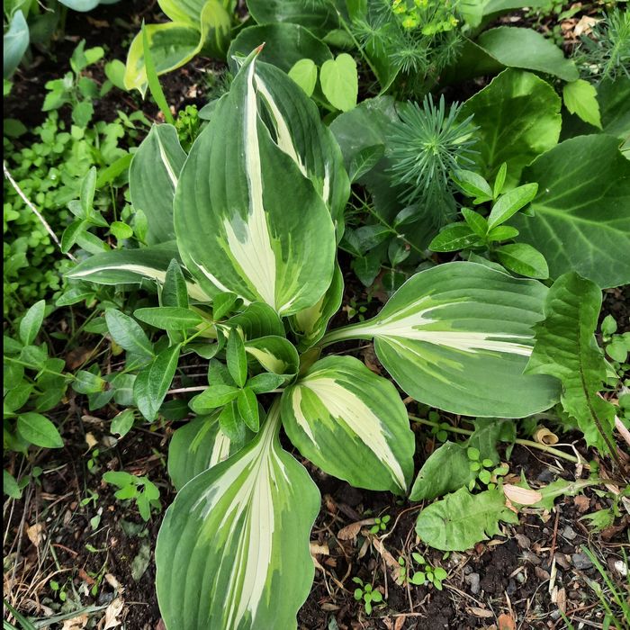 Продам рассаду Хосты четыре  вида