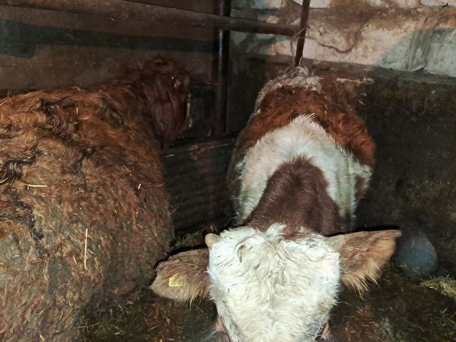 Продам 2-х телят бычков