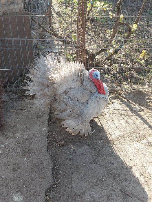 Vând curcă și curcani