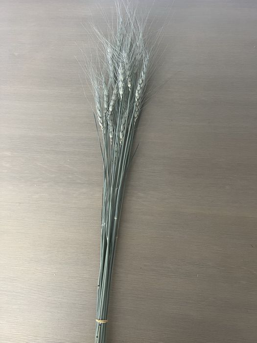 Колоски пшеницы, сухоцветы, колосья