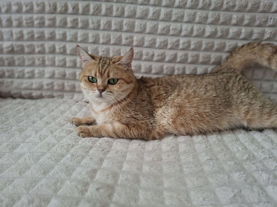 Продает кошка британская шиншилла