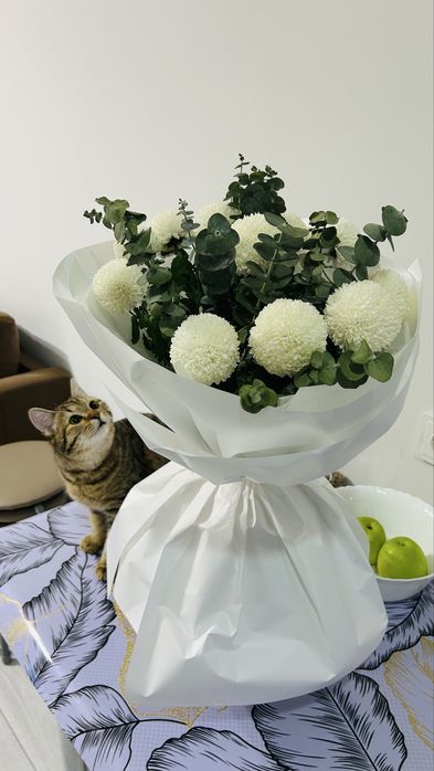 Нужен кот для вязки