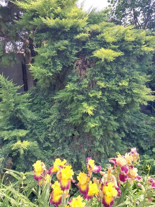 Продам кустарники