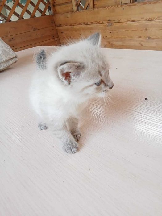 Отдам 3 котёнка в добрые руки