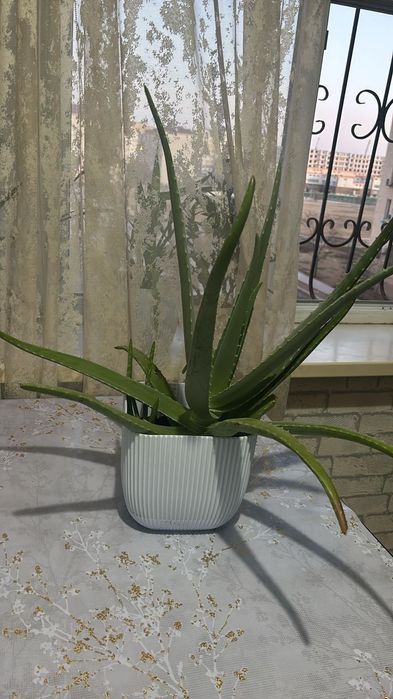 Алоэ вера емге алам десеңіз