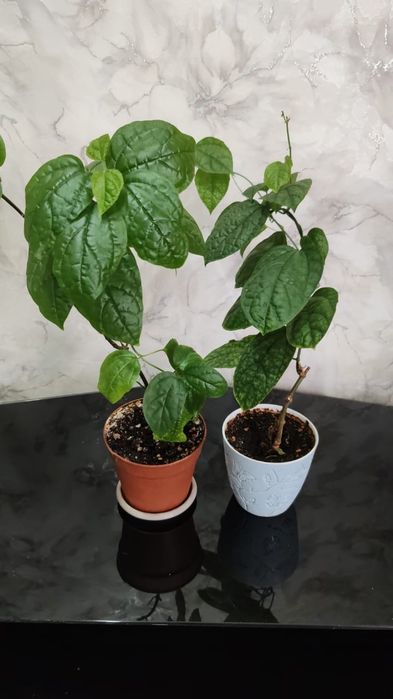 Молодые цветы клеродентрум