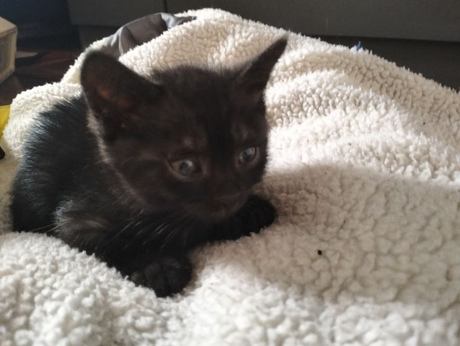 Котята бесплатно