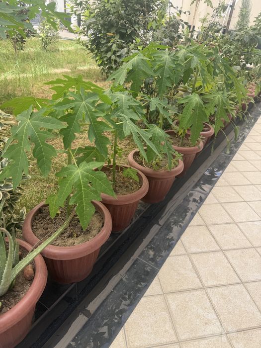 Папая кучатлари