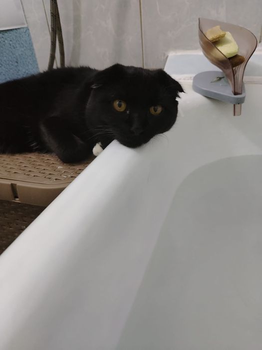 Продаём Кота Антона