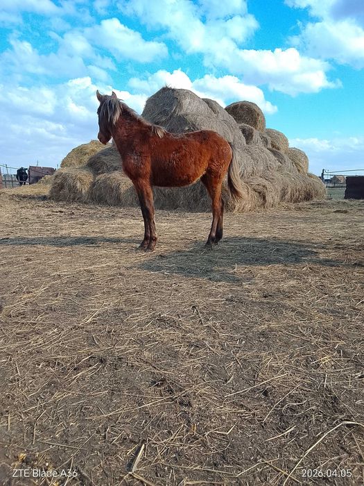 Продам жеребёнка кобылка