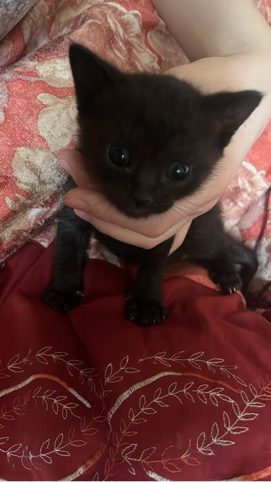 Кошка милый очень