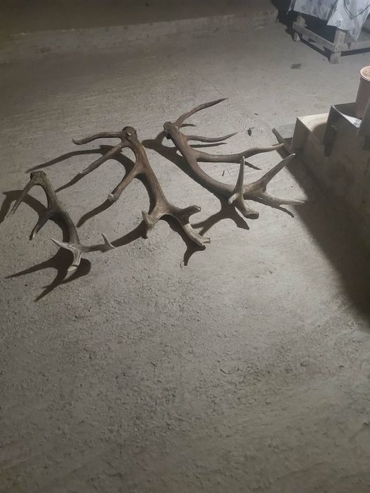 еленските рога за продаване.