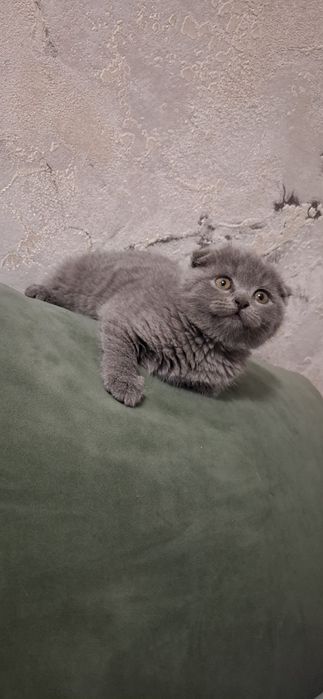 Шотландские котята