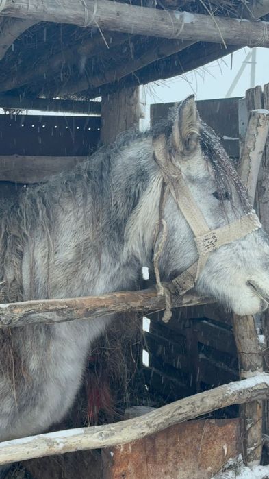 Айғыр 5жасар ,мінілген.