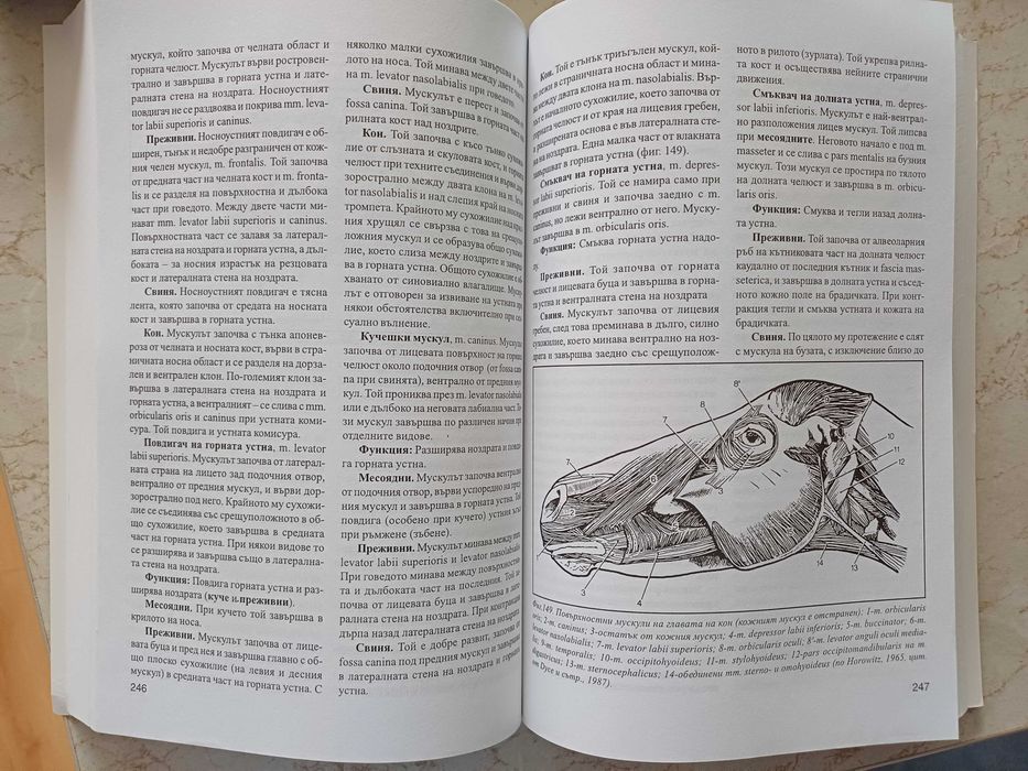 Учебник по систематична и топографска анатомия