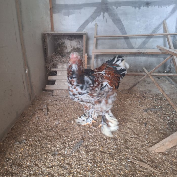 cocos brahma portelan de vanzare