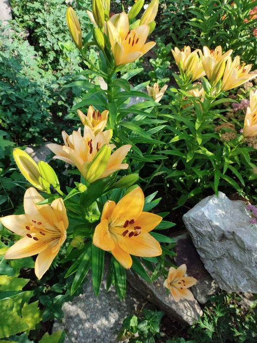 Продам Луковицы лилий.