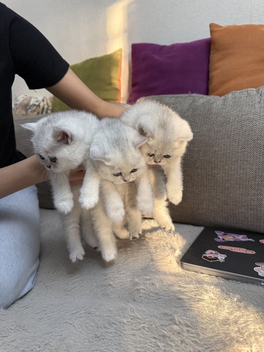 Серебристая шиншилла британец