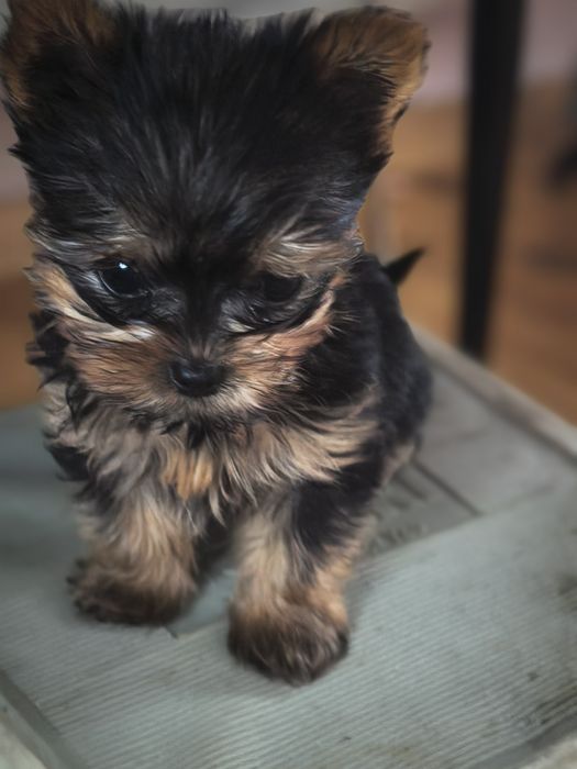 Малки сладурчета