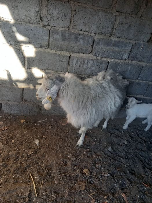 Козы породистые красивые