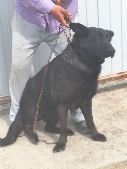 Собака, ( кобель и сучки)