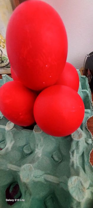 Vând gâște de Casa  și oua gâscă