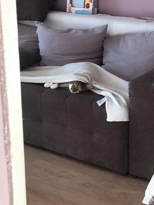 Подарявам мъжко коте