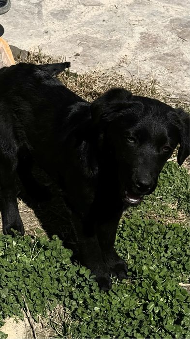 Щенок метис лабрадор