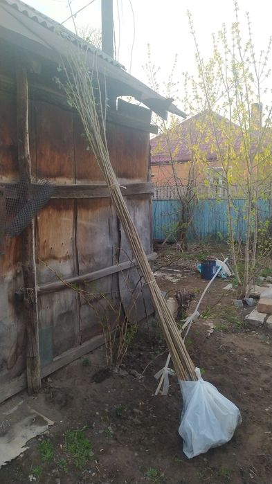 Продам Саженцы Деревьев
